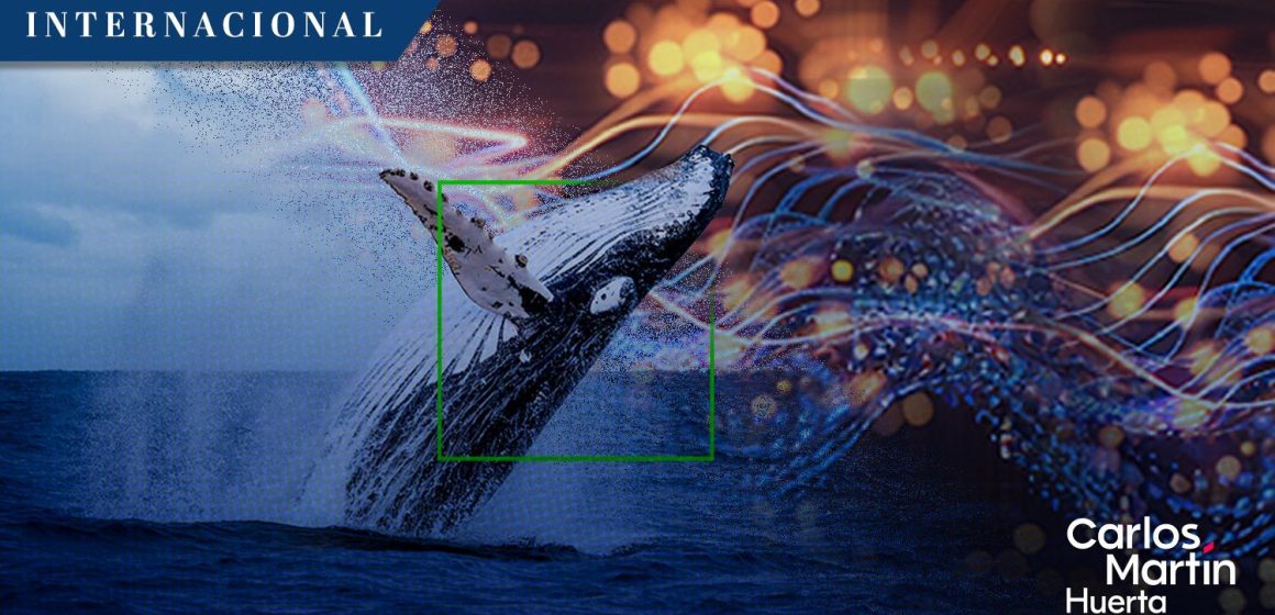 WhaleSpotter: San Francisco implementa IA para proteger a las ballenas de los barcos