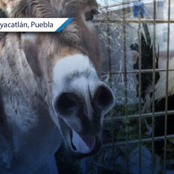 Cancelan actividades en San Jerónimo Xayacatlán para preservar el bienestar animal