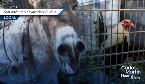 Cancelan actividades en San Jerónimo Xayacatlán para preservar el bienestar animal