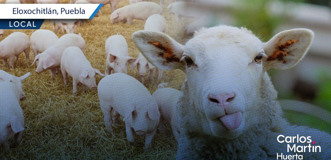 Cancelan carrera de borregos y puerco encebado en Eloxochitlán: IBA