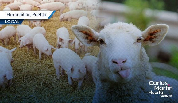 Cancelan carrera de borregos y puerco encebado en Eloxochitlán: IBA