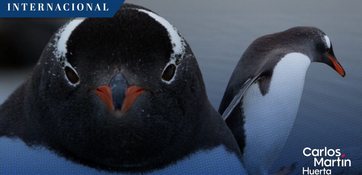 Descubren nueva especie de pingüino papúa en la región subantártica