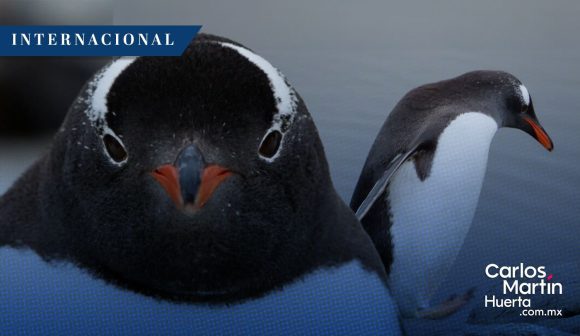 Descubren nueva especie de pingüino papúa en la región subantártica