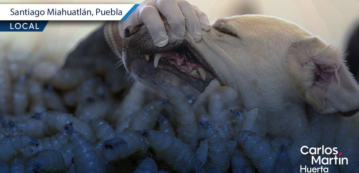 Alertan por presencia de gusano barrenador en mascotas de Miahuatlán y Chapulco