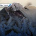 Alertan por presencia de gusano barrenador en mascotas de Miahuatlán y Chapulco