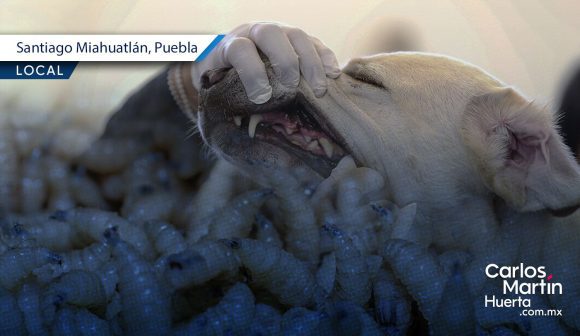 Alertan por presencia de gusano barrenador en mascotas de Miahuatlán y Chapulco