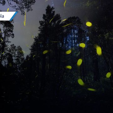 Tochimilco se prepara para la Temporada de Avistamiento de Luciérnagas 2026
