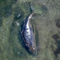 Hallan muerta en Dinamarca a “Timmy”, la ballena jorobada rescatada en Alemania