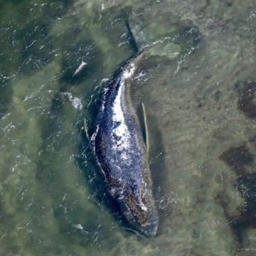 Hallan muerta en Dinamarca a “Timmy”, la ballena jorobada rescatada en Alemania