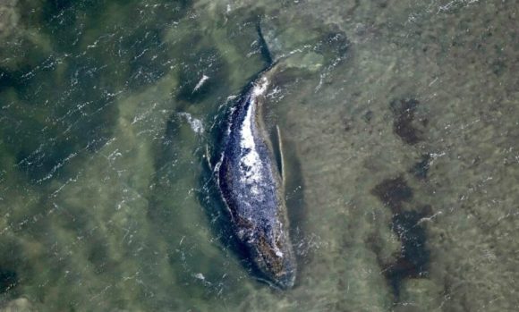 Hallan muerta en Dinamarca a “Timmy”, la ballena jorobada rescatada en Alemania