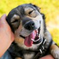 ¿Por qué te ama tu mascota? La ciencia lo explica