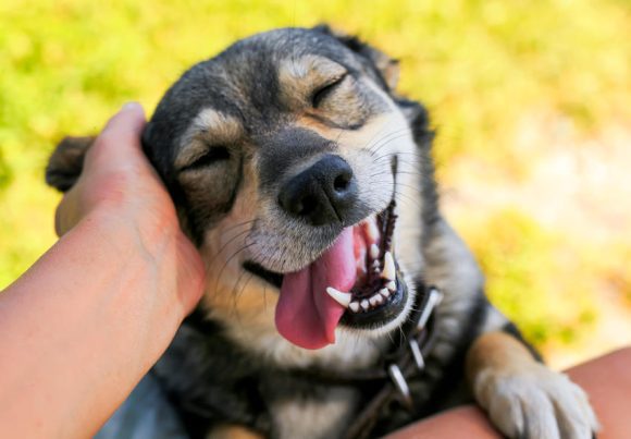 ¿Por qué te ama tu mascota? La ciencia lo explica