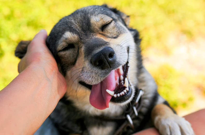 ¿Por qué te ama tu mascota? La ciencia lo explica