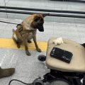 Detienen en el AICM a hombre con cocaína oculta en una silla de ruedas