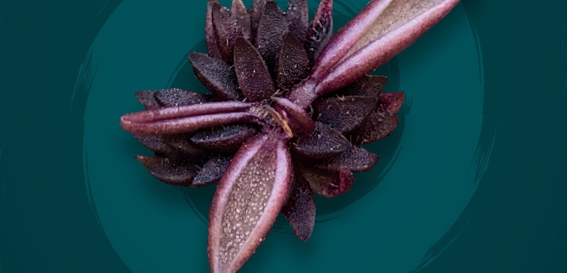 Investigadores BUAP descubren nueva especie de planta carnívora