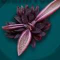 Investigadores BUAP descubren nueva especie de planta carnívora