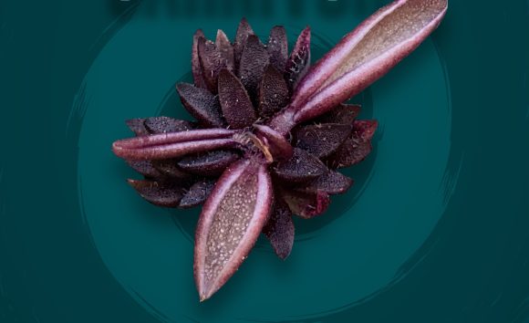 Investigadores BUAP descubren nueva especie de planta carnívora