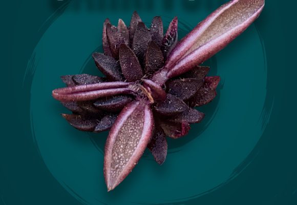 Investigadores BUAP descubren nueva especie de planta carnívora