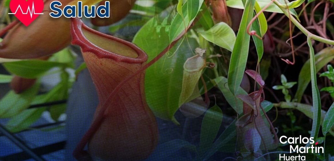¡Avance médico! Molécula inspirada en planta carnívora podría frenar síntomas de la celiaquía