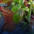 ¡Avance médico! Molécula inspirada en planta carnívora podría frenar síntomas de la celiaquía
