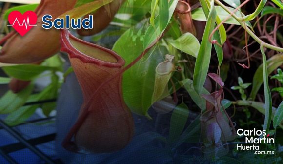 ¡Avance médico! Molécula inspirada en planta carnívora podría frenar síntomas de la celiaquía