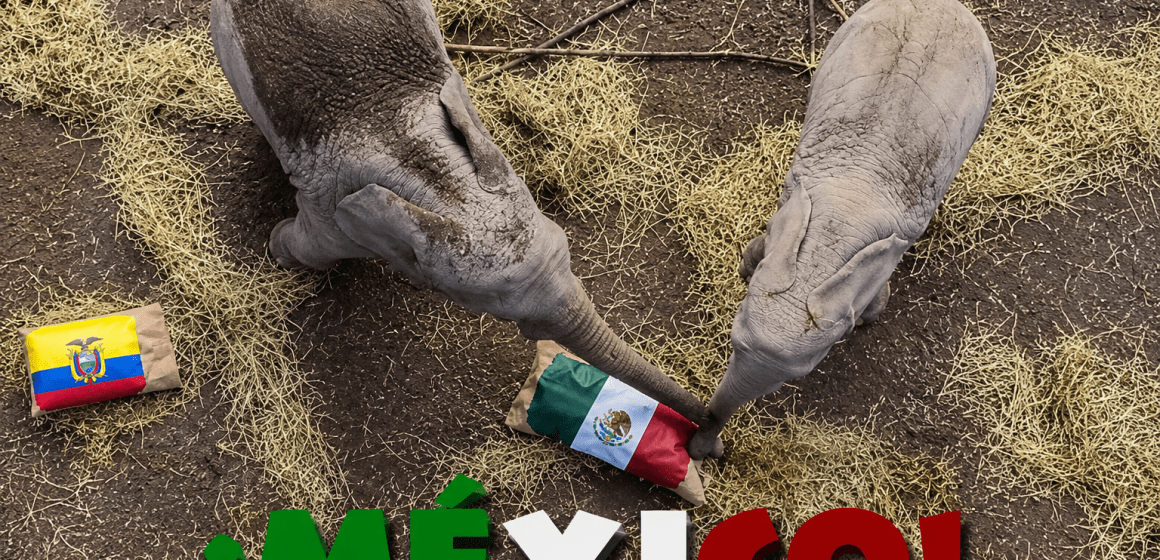 ¿Se cumplirá el pronóstico? Elefantes de Africam Safari eligen a México para vencer a Ecuador