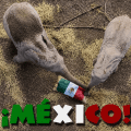 ¿Se cumplirá el pronóstico? Elefantes de Africam Safari eligen a México para vencer a Ecuador