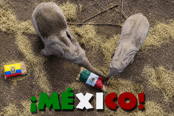 30 jun 2026, 04_24_34 p.m. ¿Se cumplirá el pronóstico? Elefantes de Africam Safari eligen a México para vencer a Ecuador