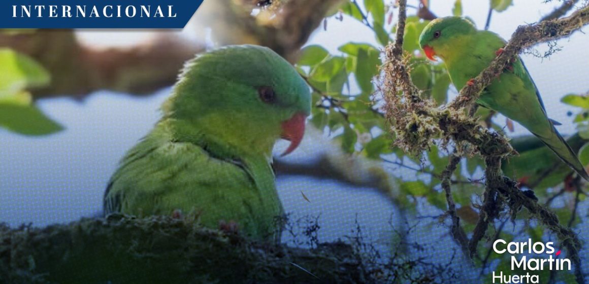 Avistan al loro frentiazul en Indonesia tras un siglo de misterio