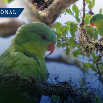 Avistan al loro frentiazul en Indonesia tras un siglo de misterio