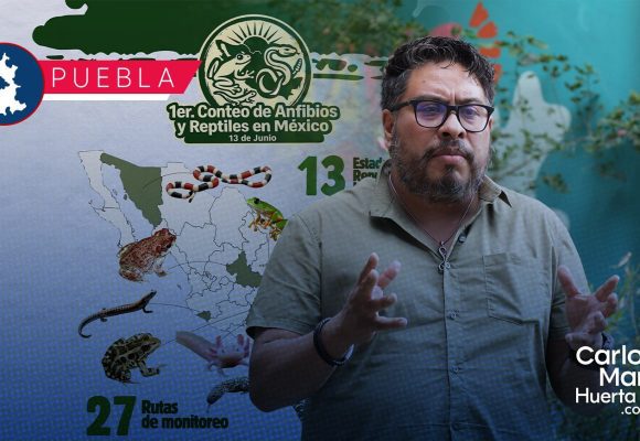 BUAP lidera el Primer Conteo Nacional de Anfibios y Reptiles 2026 BUAP lidera el Primer Conteo Nacional de Anfibios y Reptiles 2026