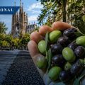 Barcelona transformará huesos de aceituna en asfalto para sus calles