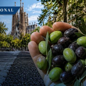Barcelona transformará huesos de aceituna en asfalto para sus calles