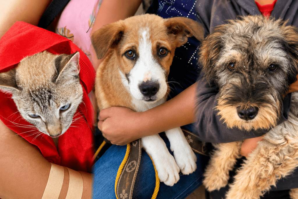 Puebla impulsa el bienestar animal con servicios gratuitos para mascotas 1 ChatGPT Image 14 jun 2026 08 46 02 a.m