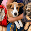 Puebla impulsa el bienestar animal con servicios gratuitos para mascotas