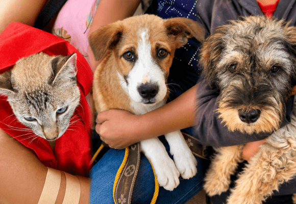 Puebla impulsa el bienestar animal con servicios gratuitos para mascotas