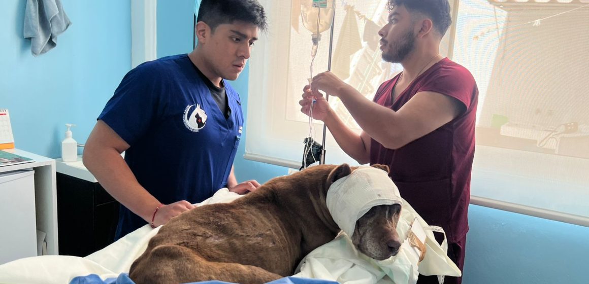 Fiscalía de Puebla investiga crueldad animal en General Felipe Ángeles tras denuncia del SEDIF