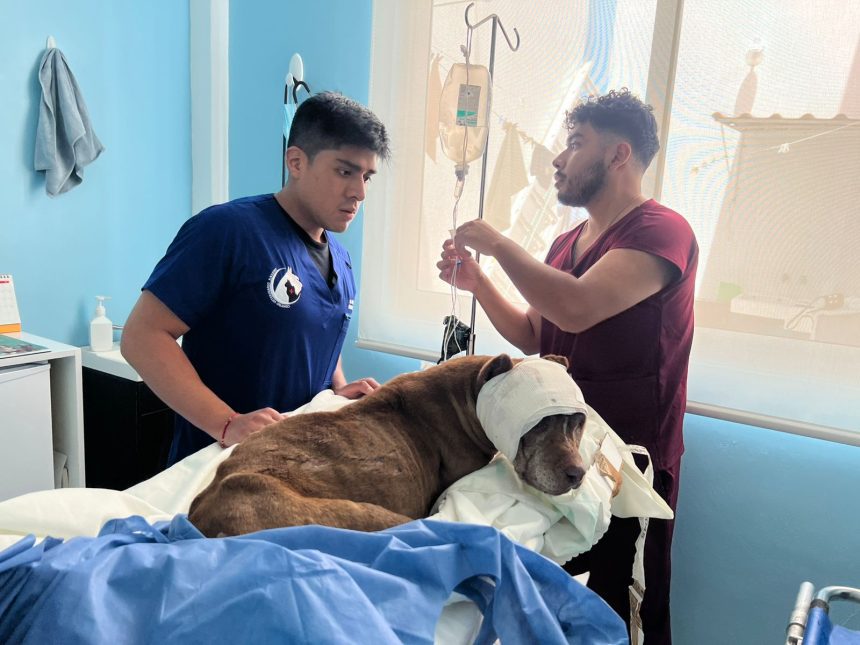 Fiscalía de Puebla investiga crueldad animal en General Felipe Ángeles tras denuncia del SEDIF