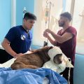 SEDIF presenta denuncia penal por presunto maltrato animal en General Felipe Ángeles