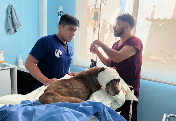 SEDIF presenta denuncia penal por presunto maltrato animal en General Felipe Ángeles