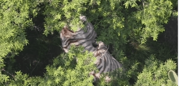 Localizan a tigre de Bengala prófugo en Tepetlaoxtoc; operativo de captura sigue activo