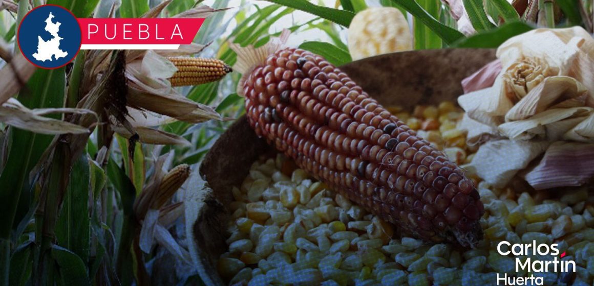 Lanzan la convocatoria “La Cultura del Sistema Milpa” 2026
