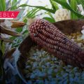 Lanzan la convocatoria “La Cultura del Sistema Milpa” 2026