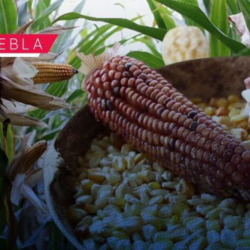 Lanzan la convocatoria “La Cultura del Sistema Milpa” 2026 Lanzan la convocatoria “La Cultura del Sistema Milpa” 2026