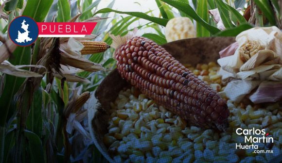 Lanzan la convocatoria “La Cultura del Sistema Milpa” 2026