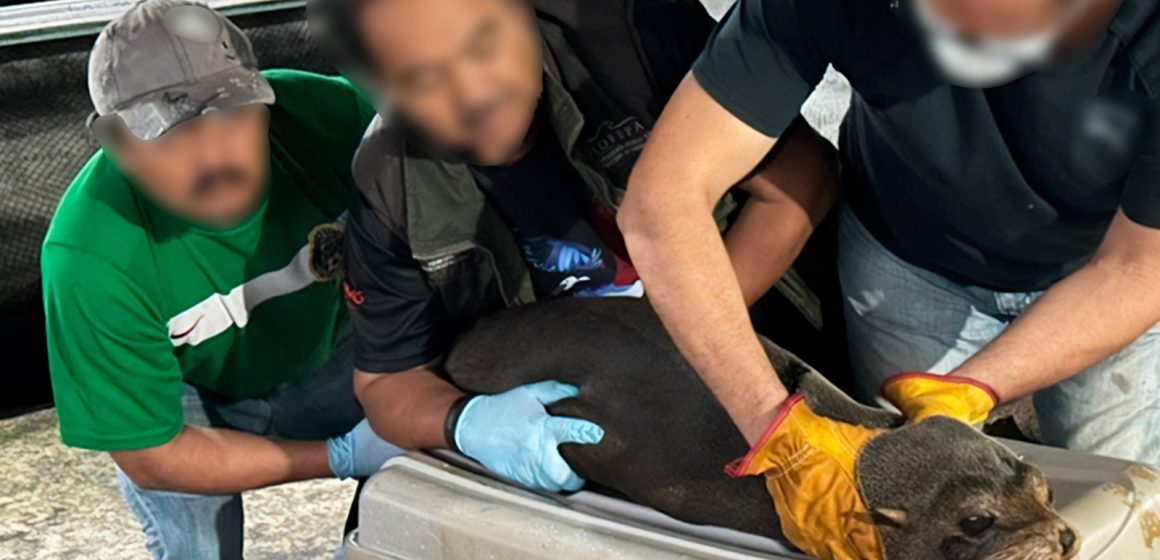 Liberan a lobo marino en Chiapas