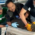 Liberan a lobo marino en Chiapas