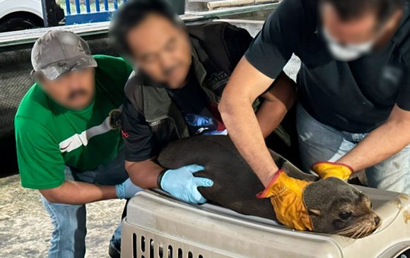 Liberan a lobo marino en Chiapas