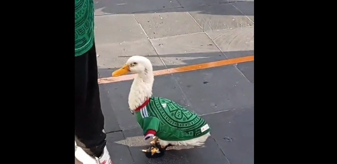 Merlín, el pato aficionado de la Selección Mexicana que conquista el Mundial 2026