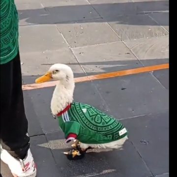 Merlín, el pato aficionado de la Selección Mexicana que conquista el Mundial 2026